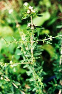 Romerillo / Poleo [Lantana Micrófila]